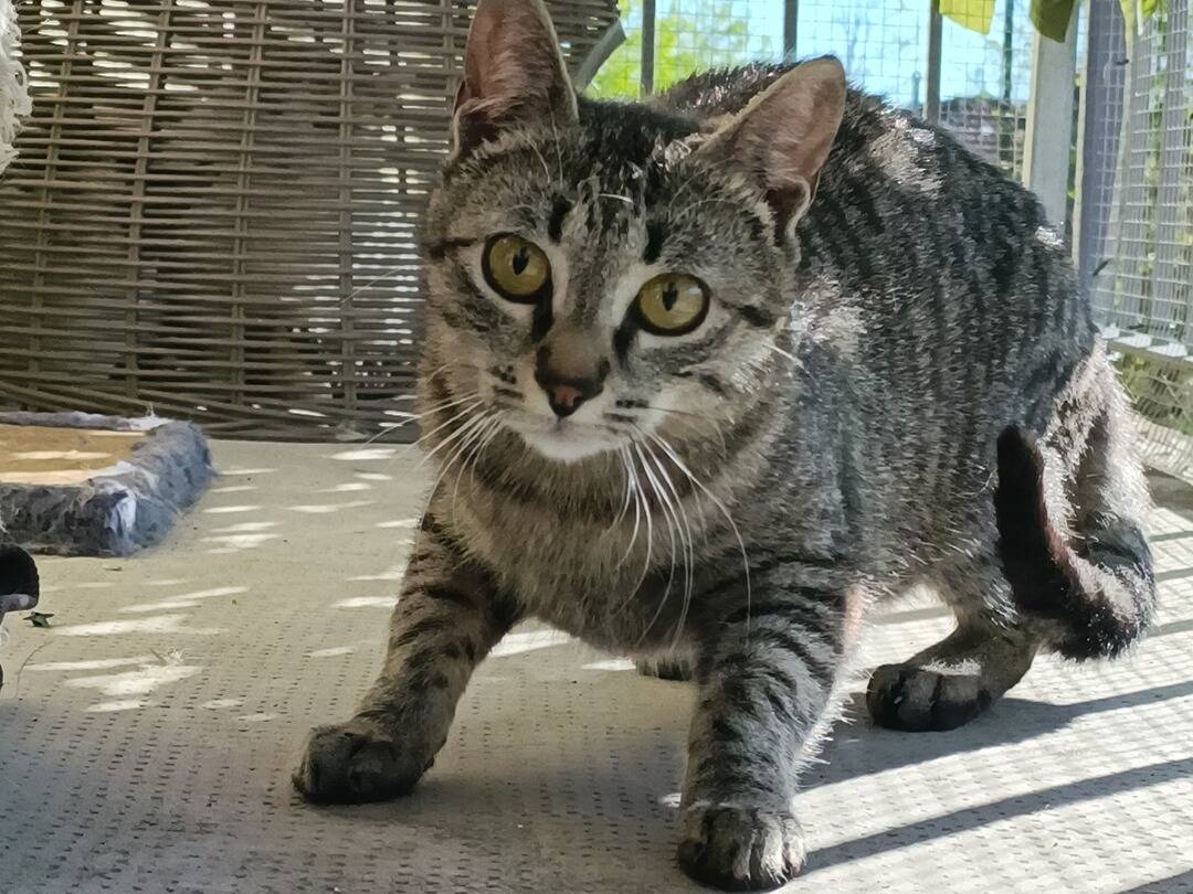 Foto dell'animale