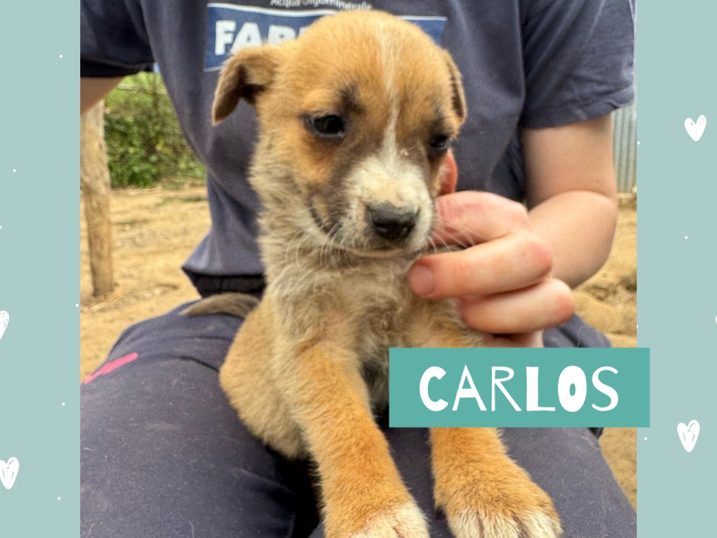 Adotta un cane, maschio, 3 mesi, Catanzaro