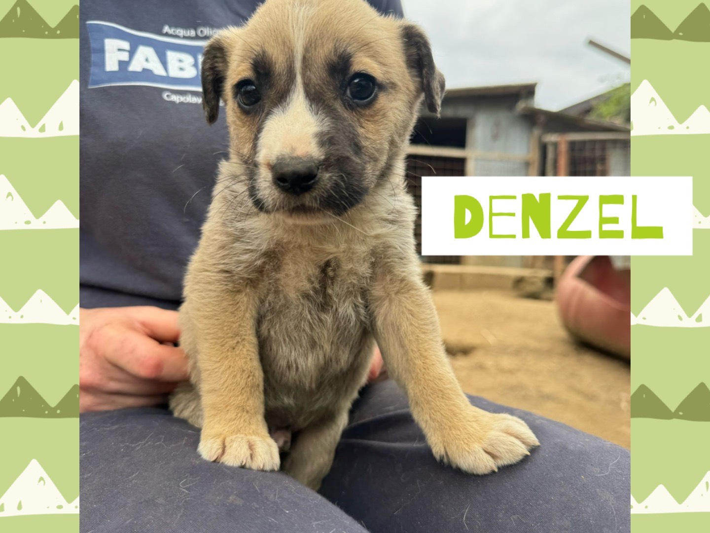 Adotta un cane, taglia piccola, maschio, Catanzaro