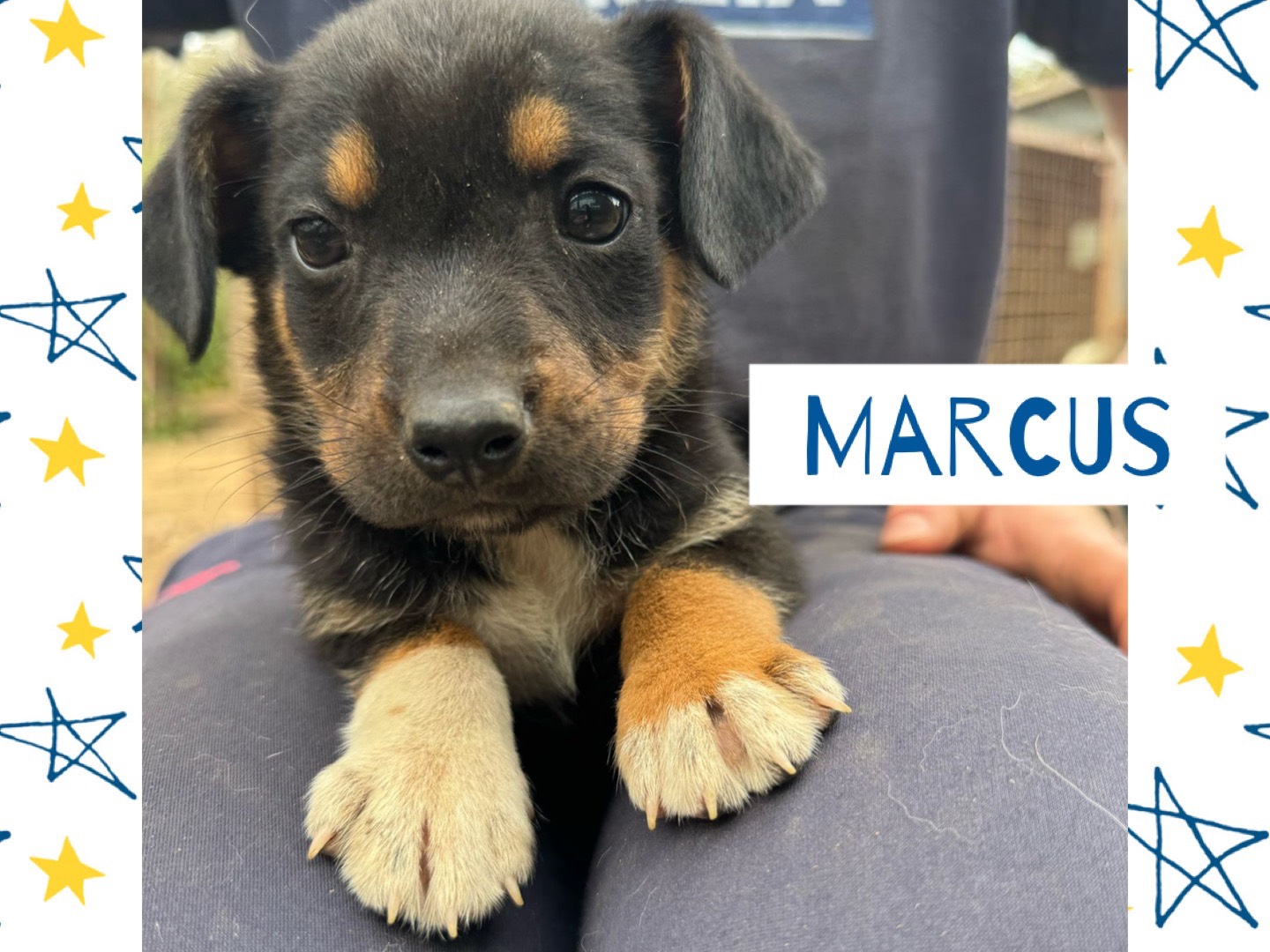 Adotta il cane  Carlos danzel marcus nebbia a Catanzaro