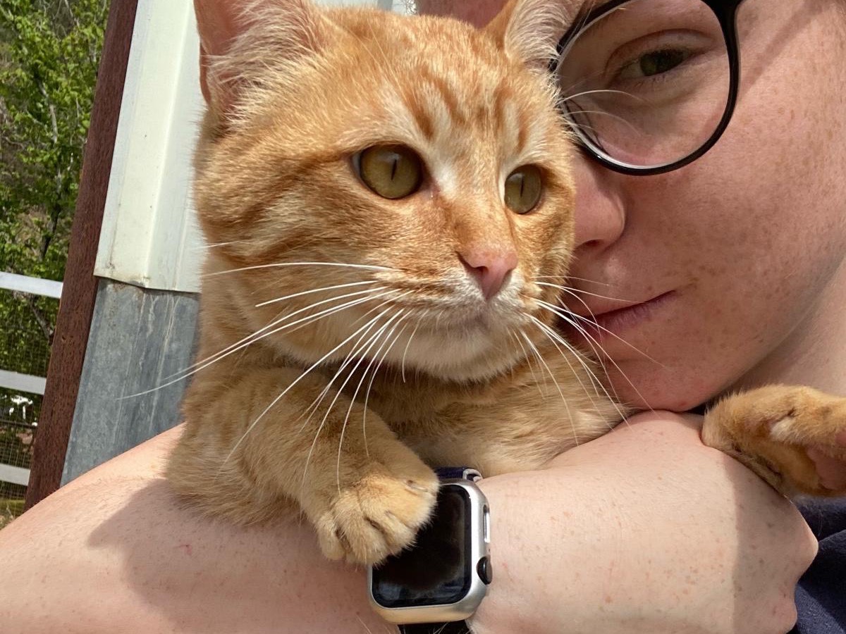 Vuoi adottare un gatto a Catanzaro?