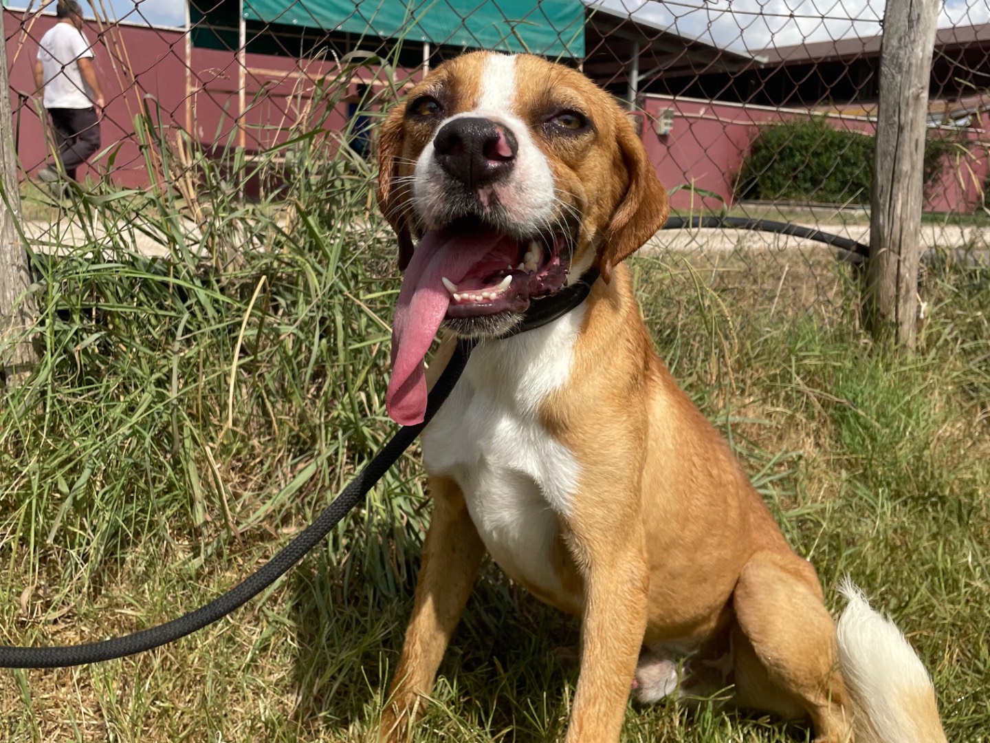 Adotta un cane, maschio, 2 anni  e 4 mesi , Latina