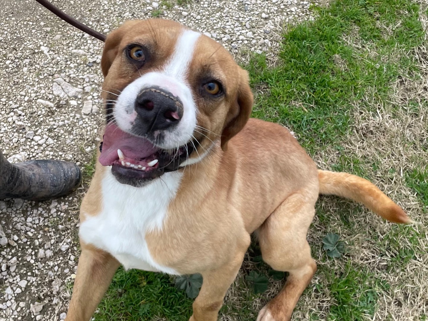 Adotta un cane, taglia media contenuta, maschio, Latina
