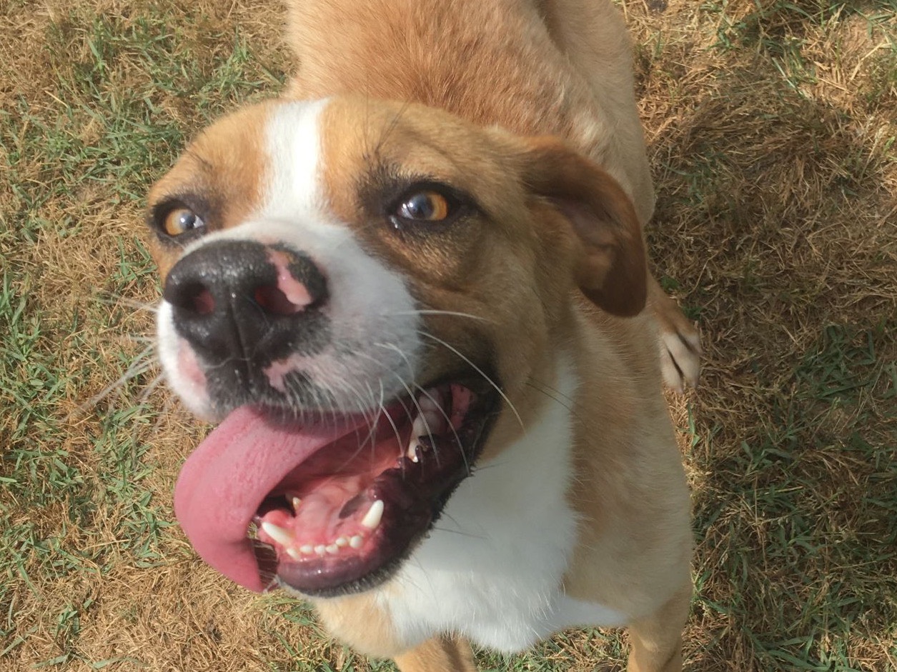 Vuoi adottare un cane a Latina?