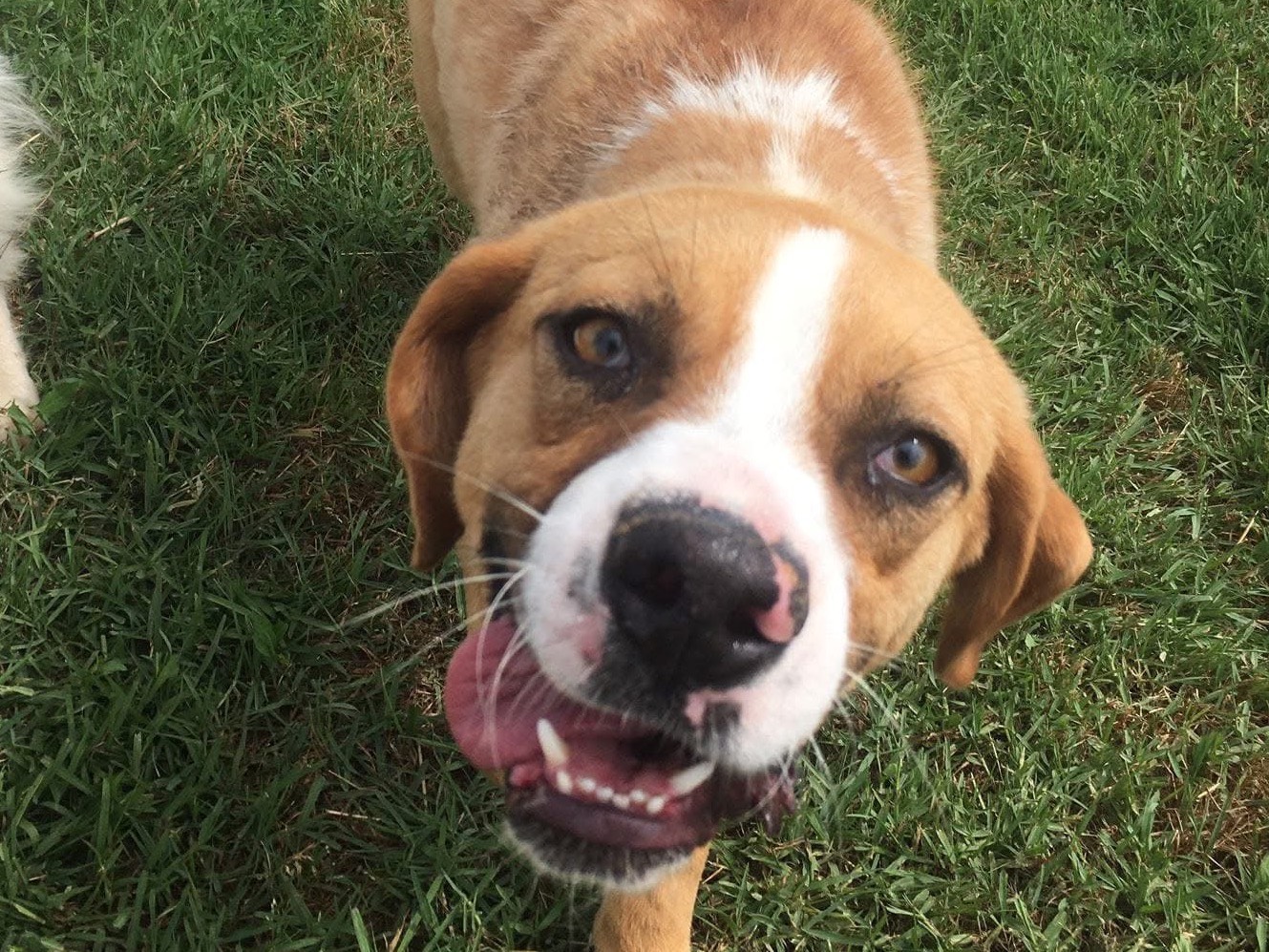 Adotta il cane Karl a Latina