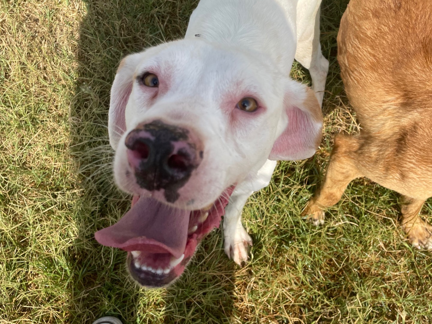 Adozione cane, maschio, Razza sconosciuta Razza sconosciuta, 2 anni e 6 mesi, taglia media contenuta, Latina