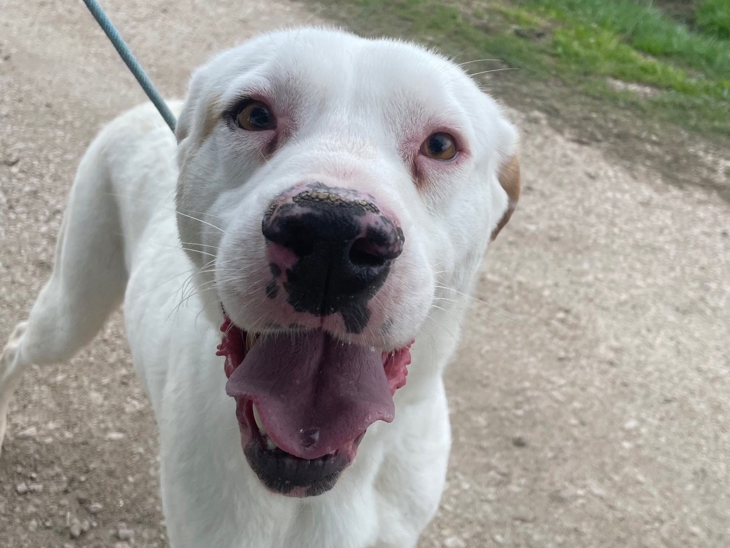 Adotta un cane, maschio, 2 anni e 6 mesi, Latina