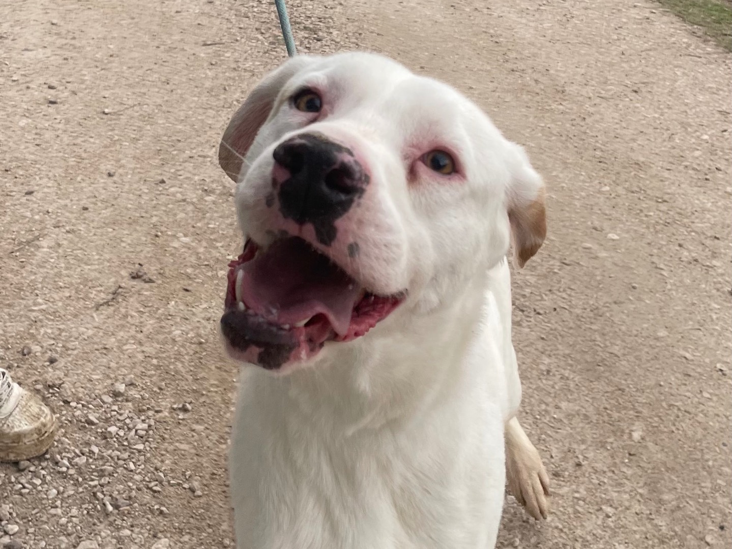 Adotta un cane, taglia media contenuta, maschio, Latina