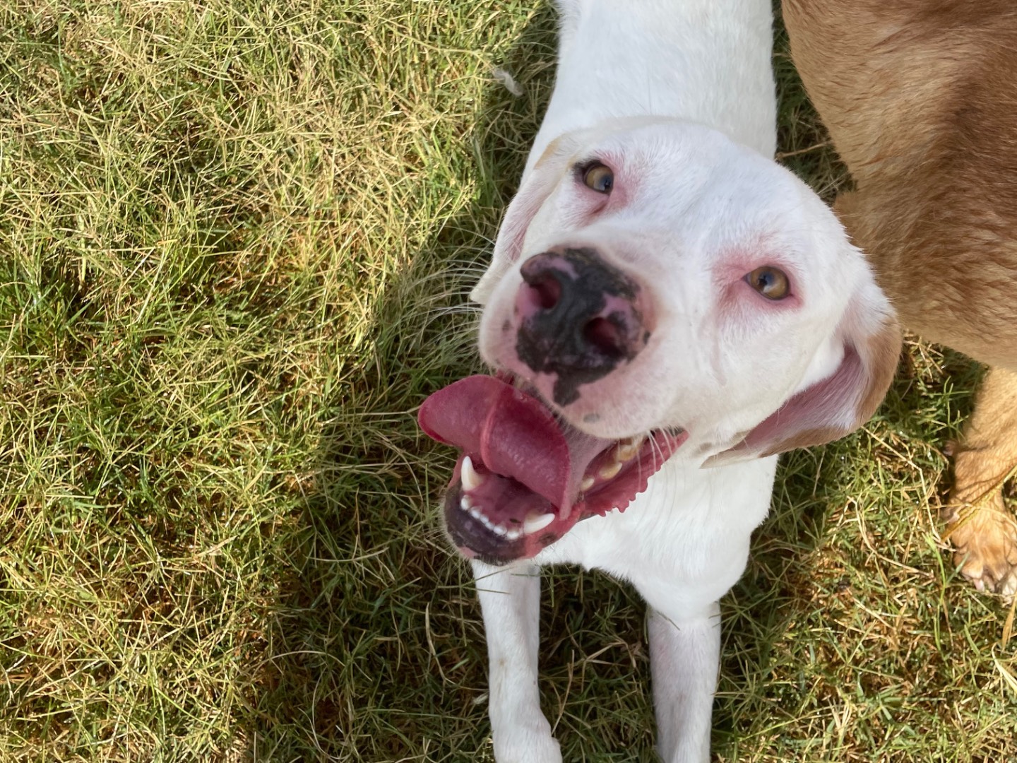 Adotta il cane Kazuz a Latina