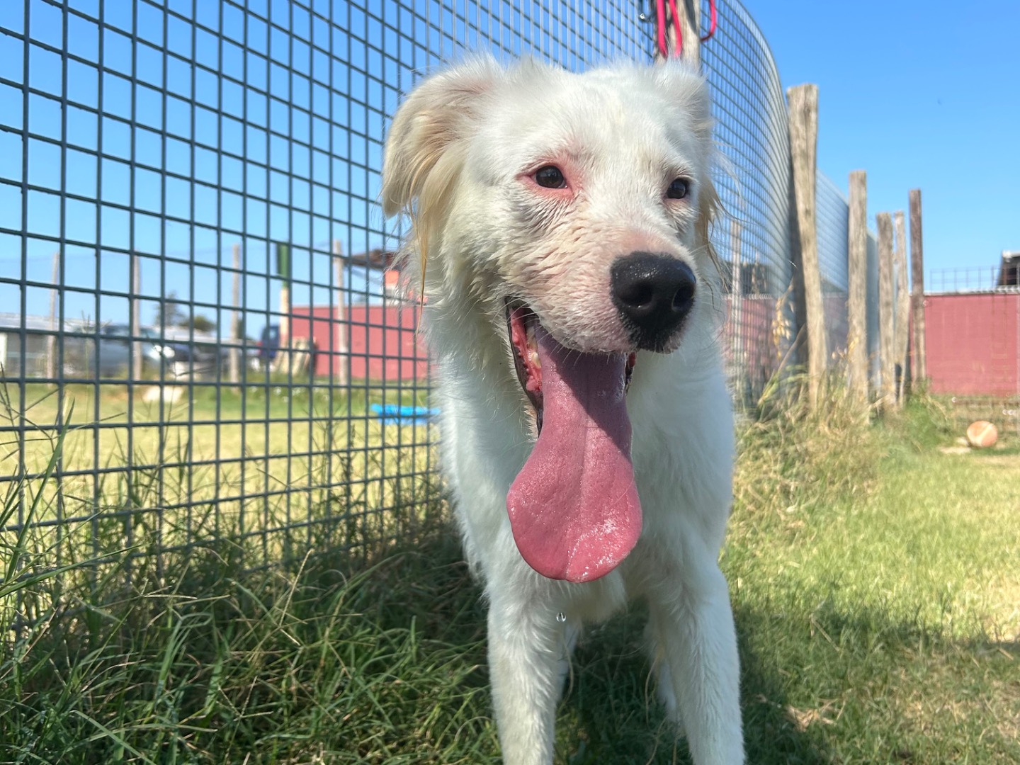 Adotta un cane, femmina, 2 anni  e 4 mesi , Latina