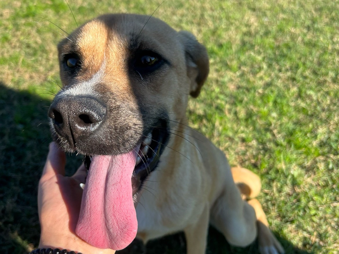 Adotta un cane, femmina, 2 anni  e 1 mese, Latina