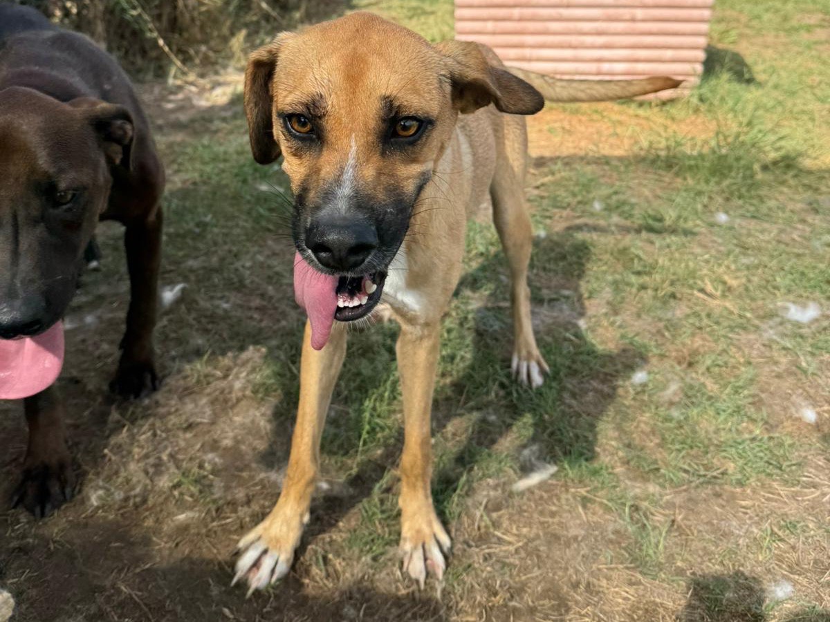 Adotta un cane, taglia media contenuta, femmina, Latina