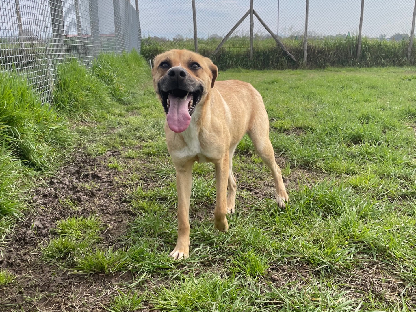 Adotta il cane Karola a Latina
