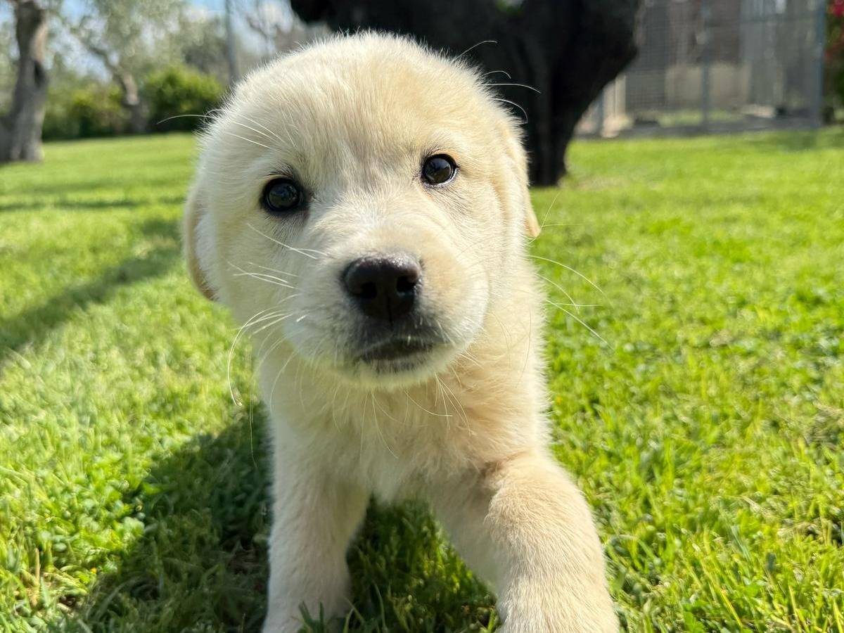 Foto dell'animale