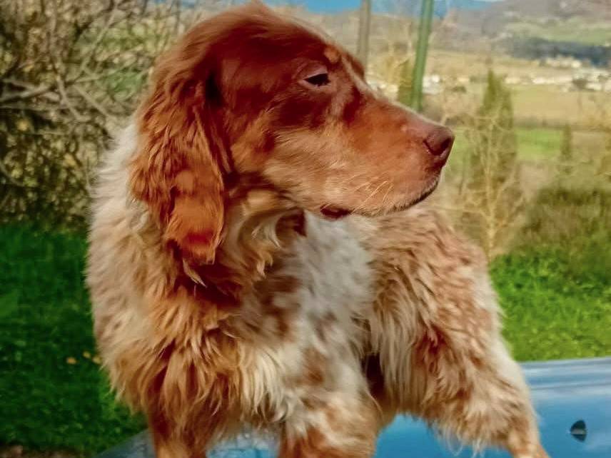 Adotta un cane, taglia media, femmina, Perugia