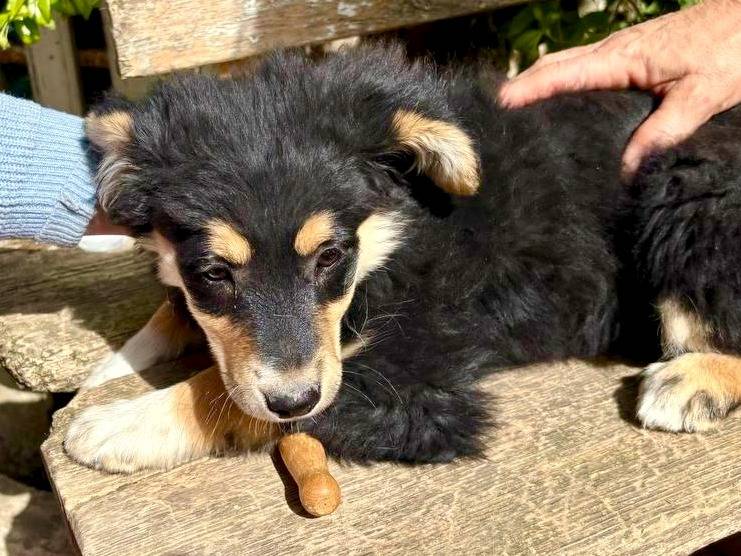 Adotta un cane, femmina, 9 mesi, Caserta