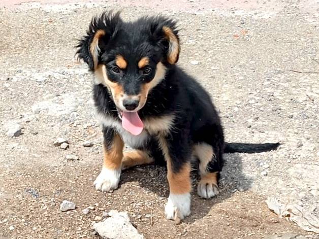 Adotta un cane, taglia media, femmina, Caserta