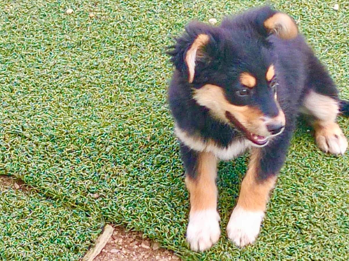 Vuoi adottare un cane a Caserta?