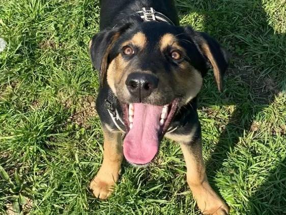 Adotta un cane, maschio, 9 mesi, Monza