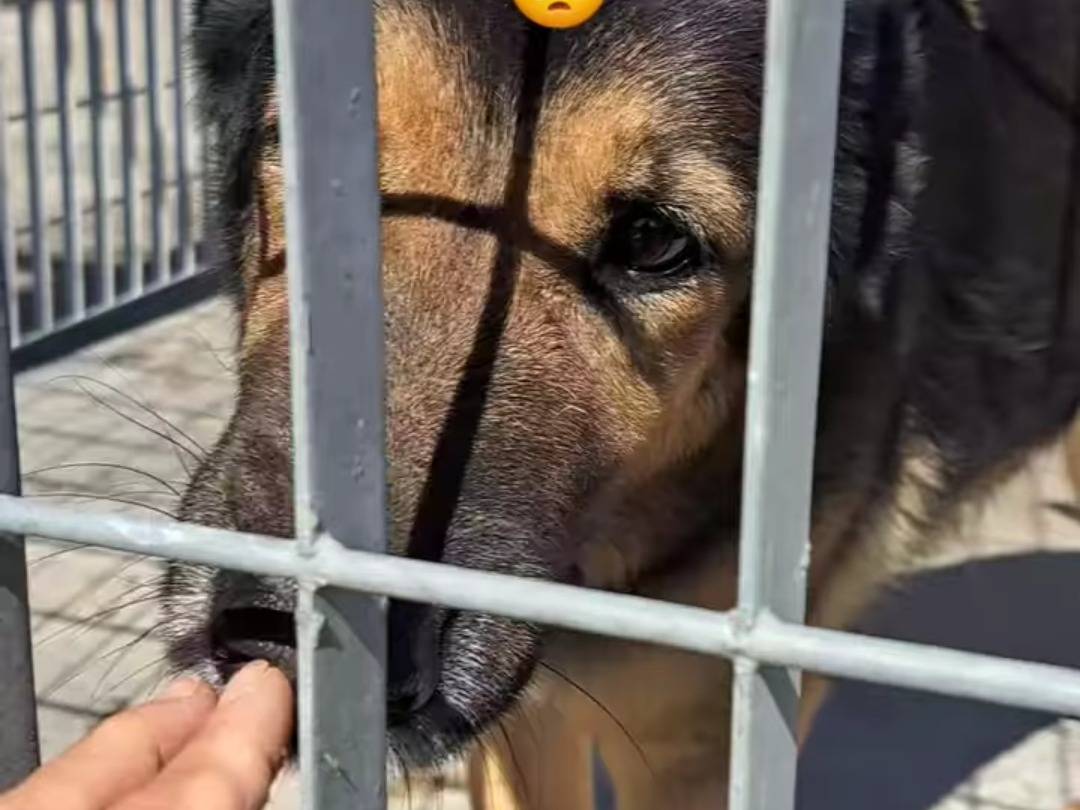 Adotta un cane, femmina, 10 anni , Benevento