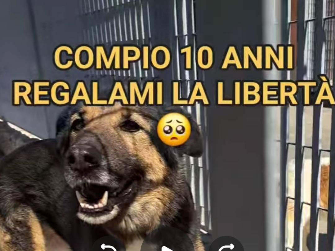 Adotta un cane, taglia media, femmina, Benevento