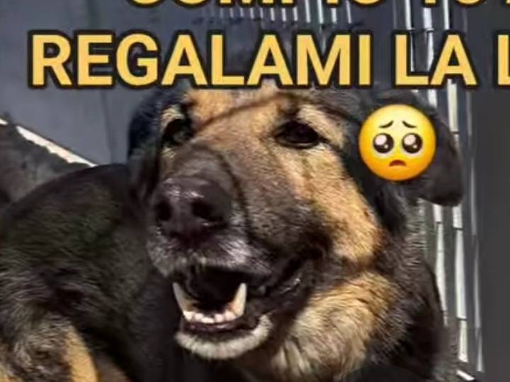 Vuoi adottare un cane a Benevento?