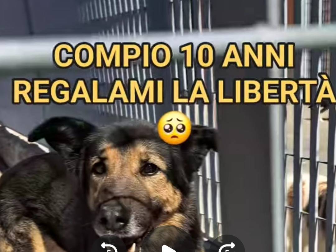 Adotta il cane Lupetta  a Benevento