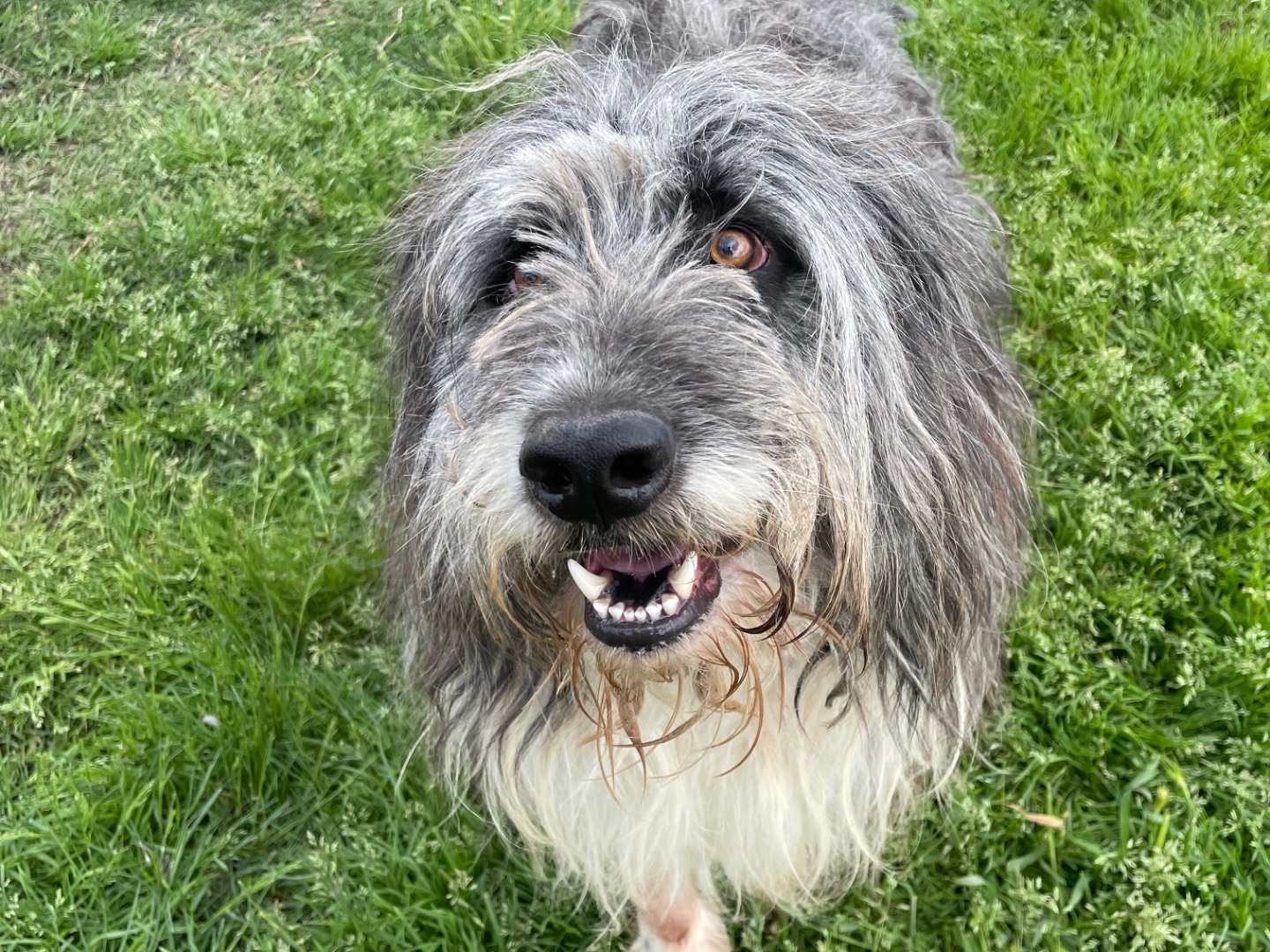 Adotta un cane, maschio, 3 anni , Latina