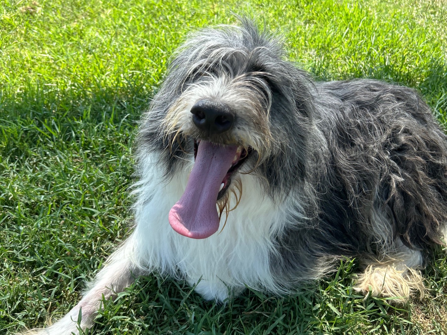 Adotta un cane, taglia media, maschio, Latina