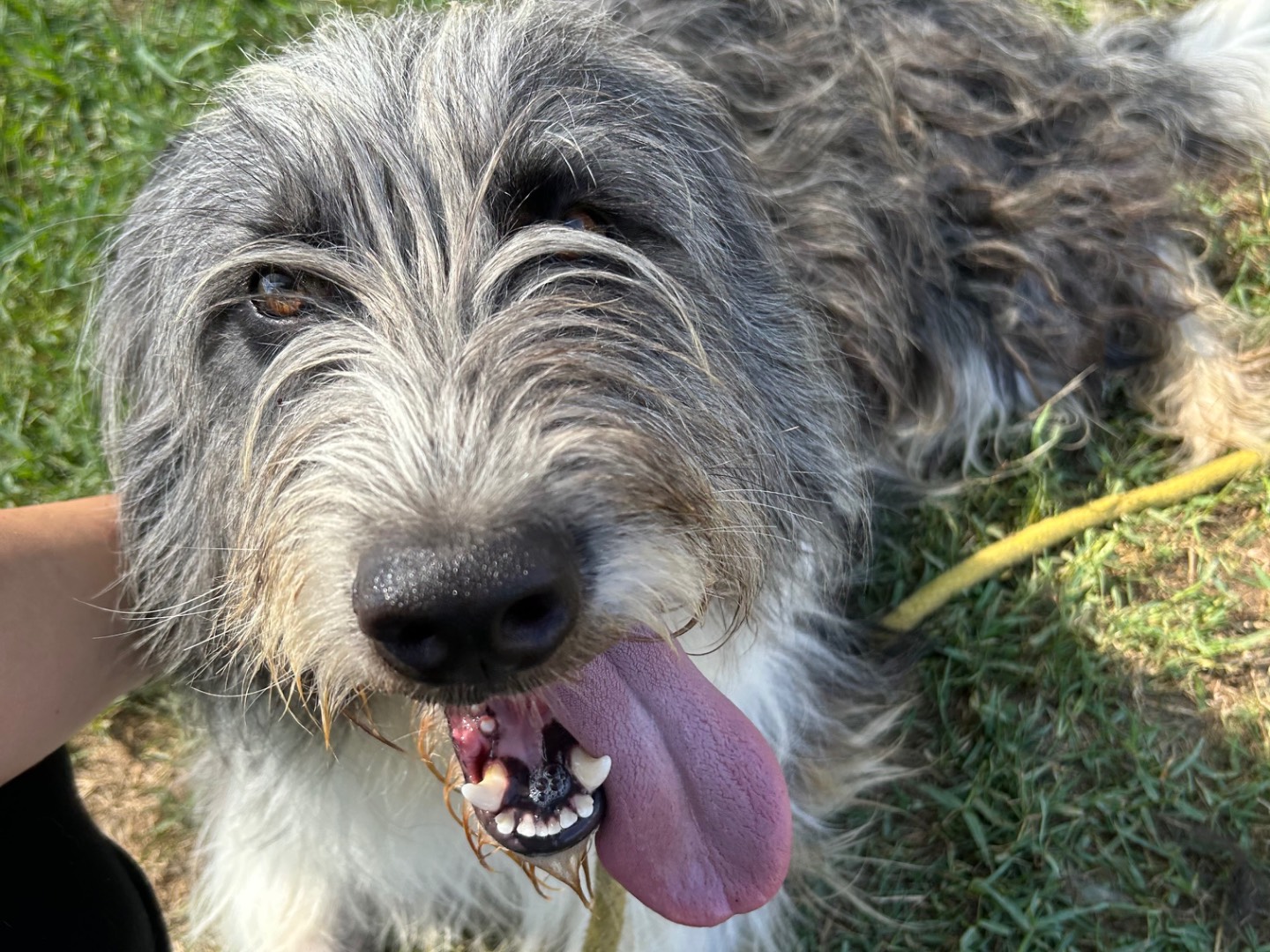Vuoi adottare un cane a Latina?