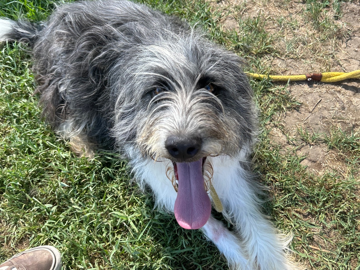 Adotta il cane Jacob a Latina