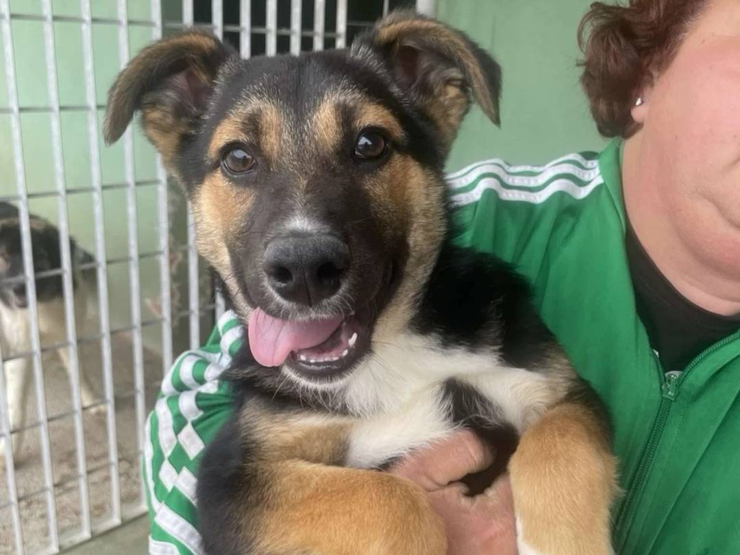 Foto dell'animale