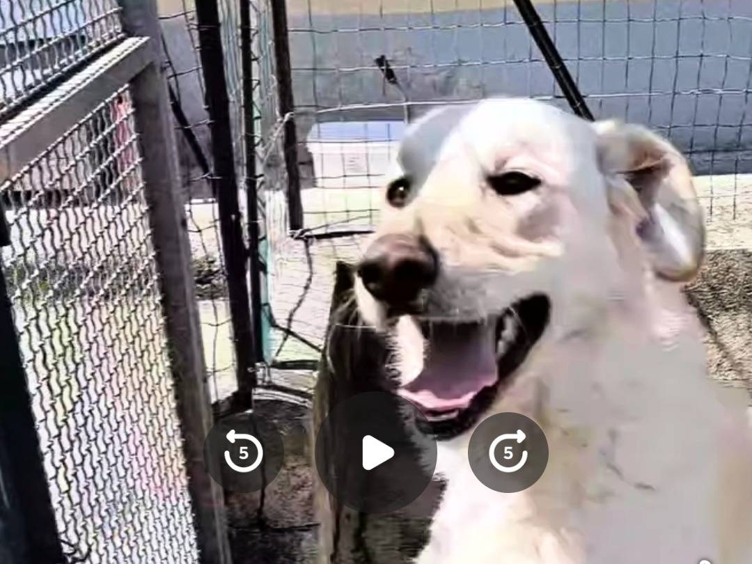 Adozione cane, maschio, Labrador Retriever Razza sconosciuta, 2 anni  e 1 mese, taglia media, Benevento