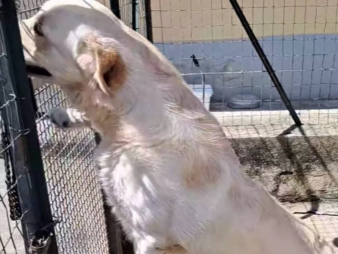 Adotta un cane, maschio, 2 anni  e 1 mese, Benevento