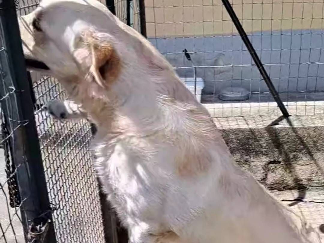 Adotta un cane, taglia media, maschio, Benevento