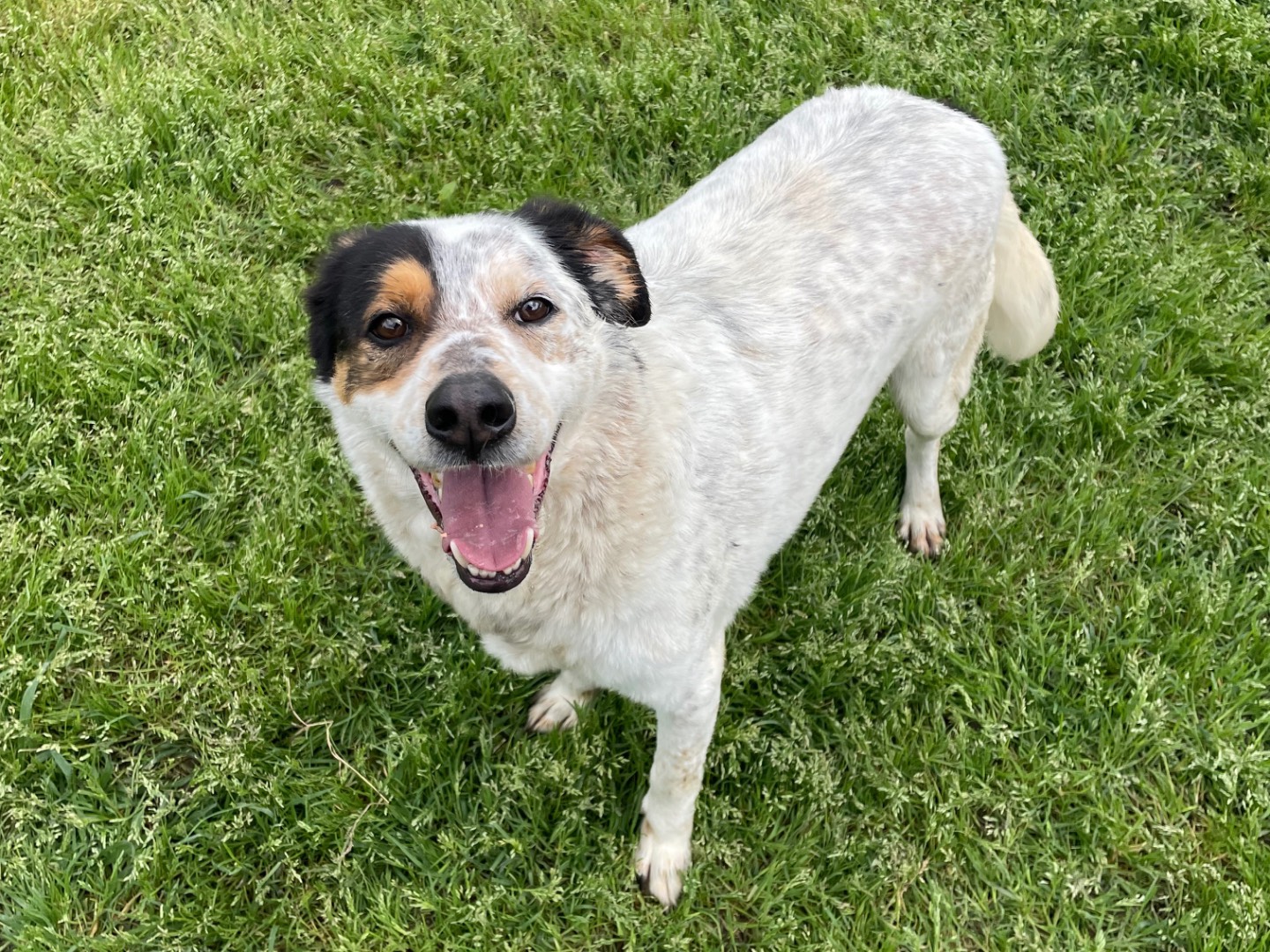 Adotta un cane, maschio, 4 anni  e 6 mesi , Latina