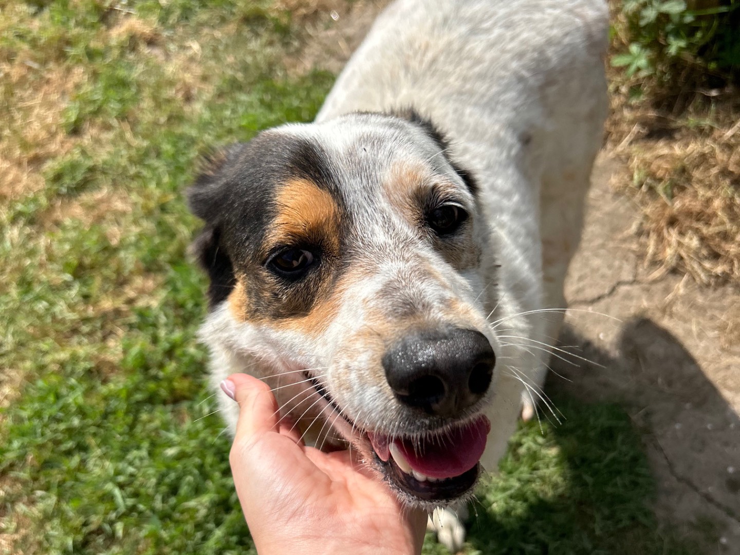 Adotta un cane, taglia media, maschio, Latina