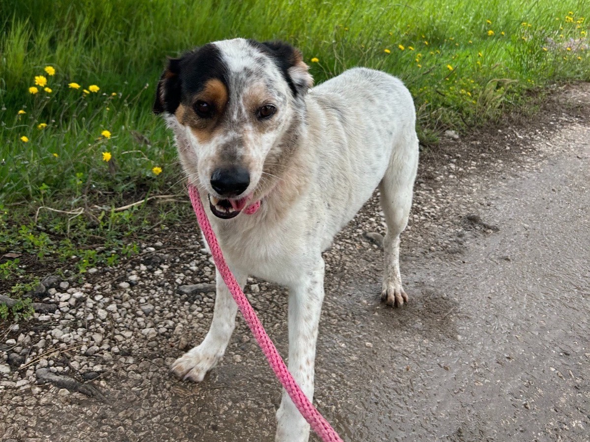 Vuoi adottare un cane a Latina?