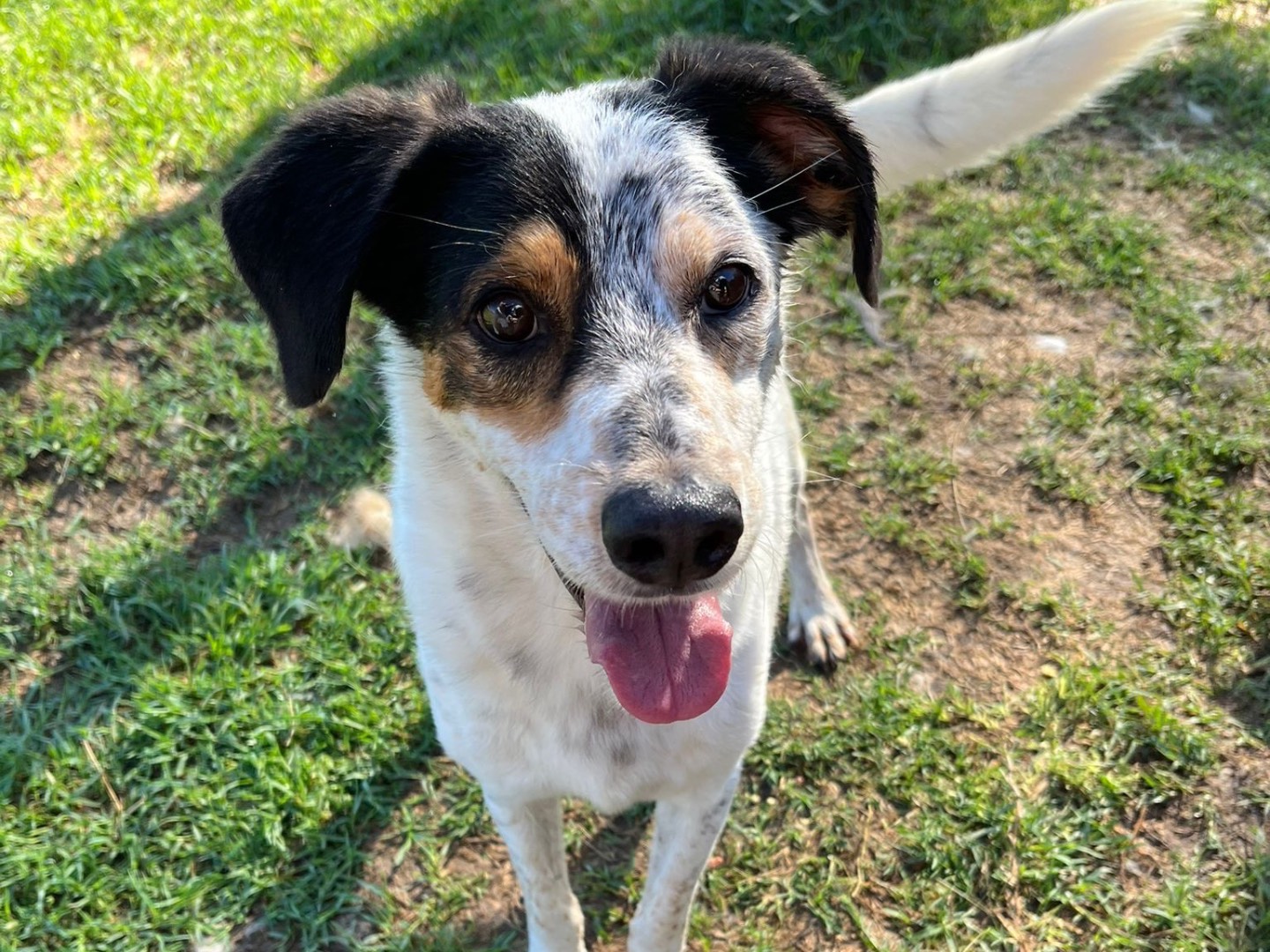 Adotta il cane Bronto a Latina