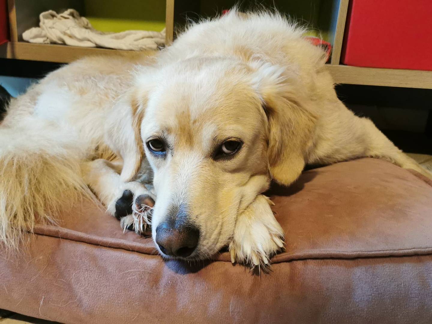 Adotta un cane, femmina, 1 anno e 5 mesi , Verona