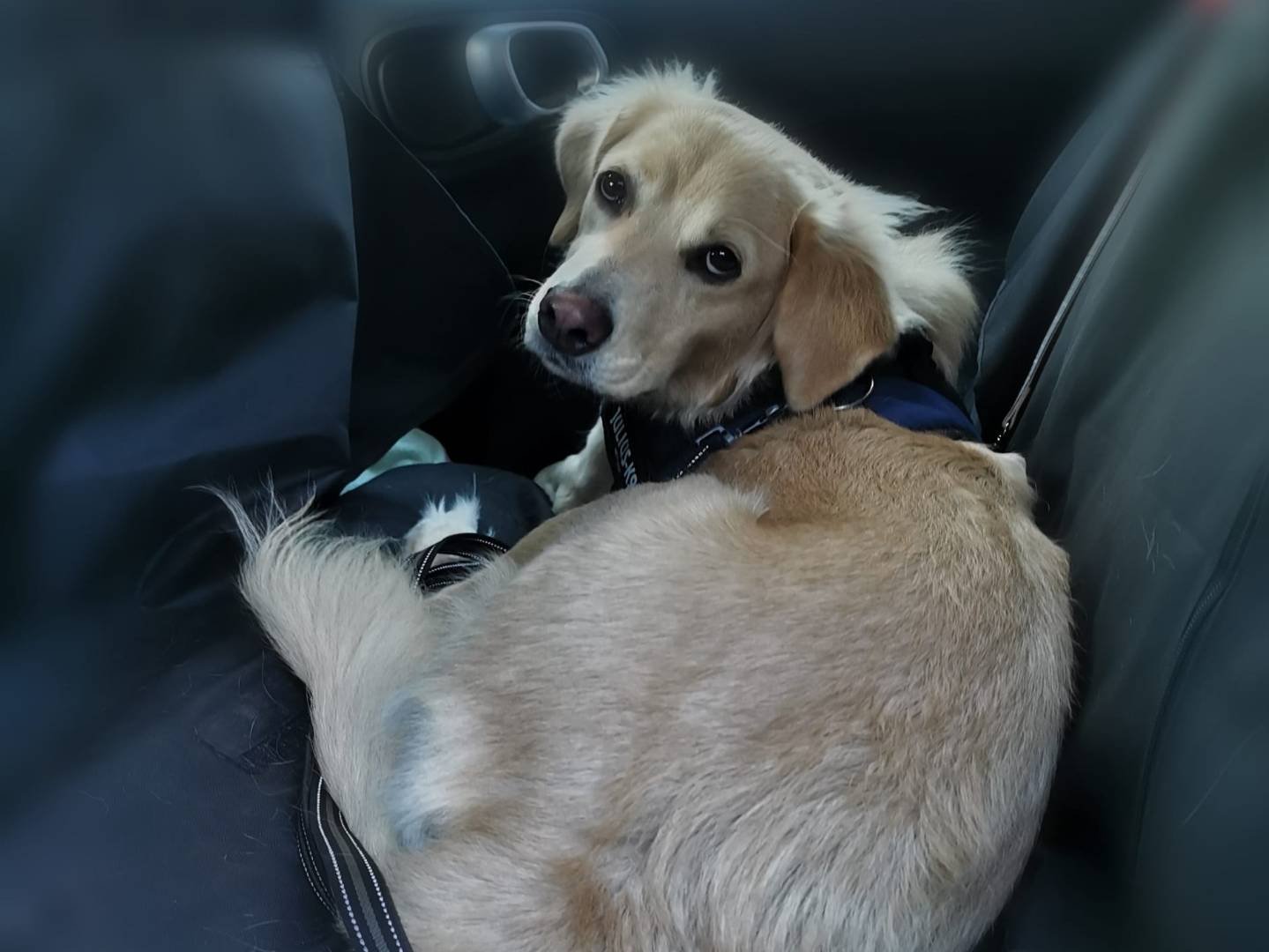 Adotta un cane, taglia media, femmina, Verona