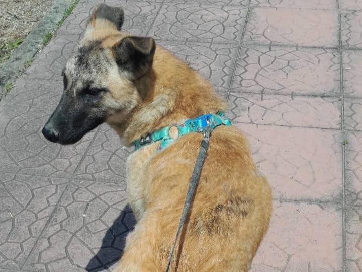 Adotta un cane, femmina, 9 mesi, Vibo