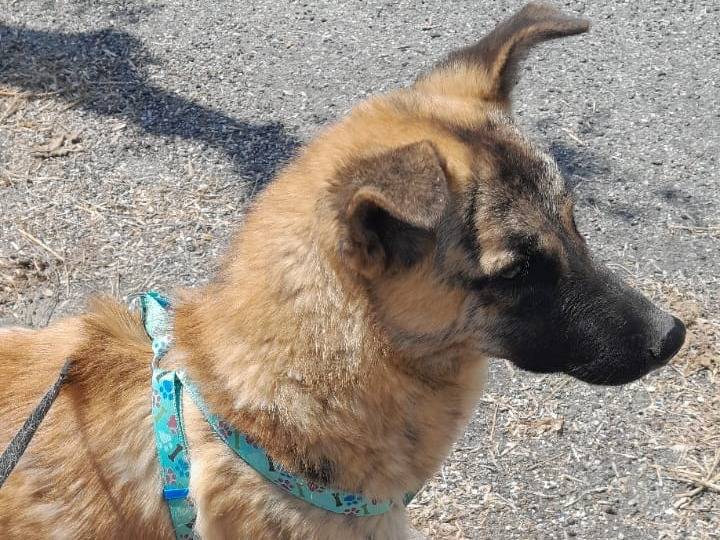 Adotta un cane, taglia media, femmina, Vibo
