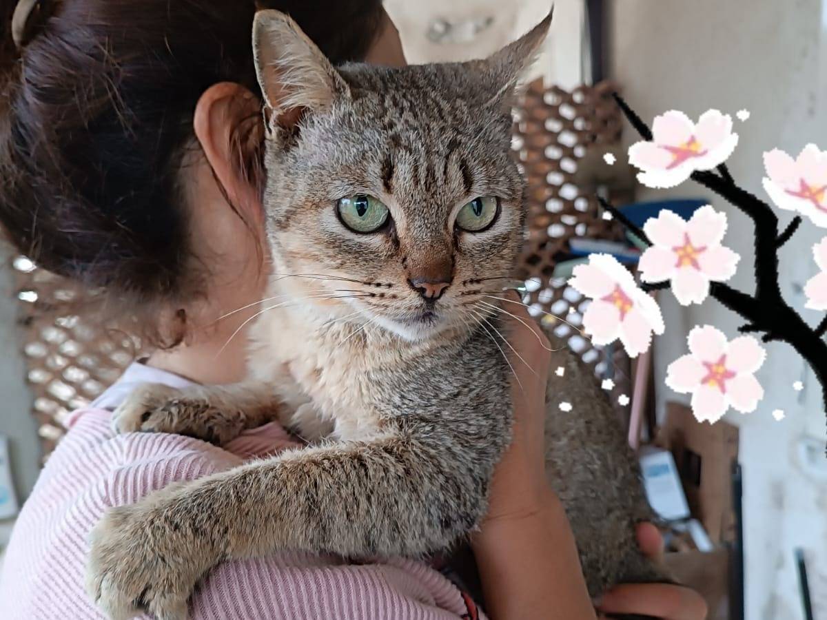 Foto dell'animale