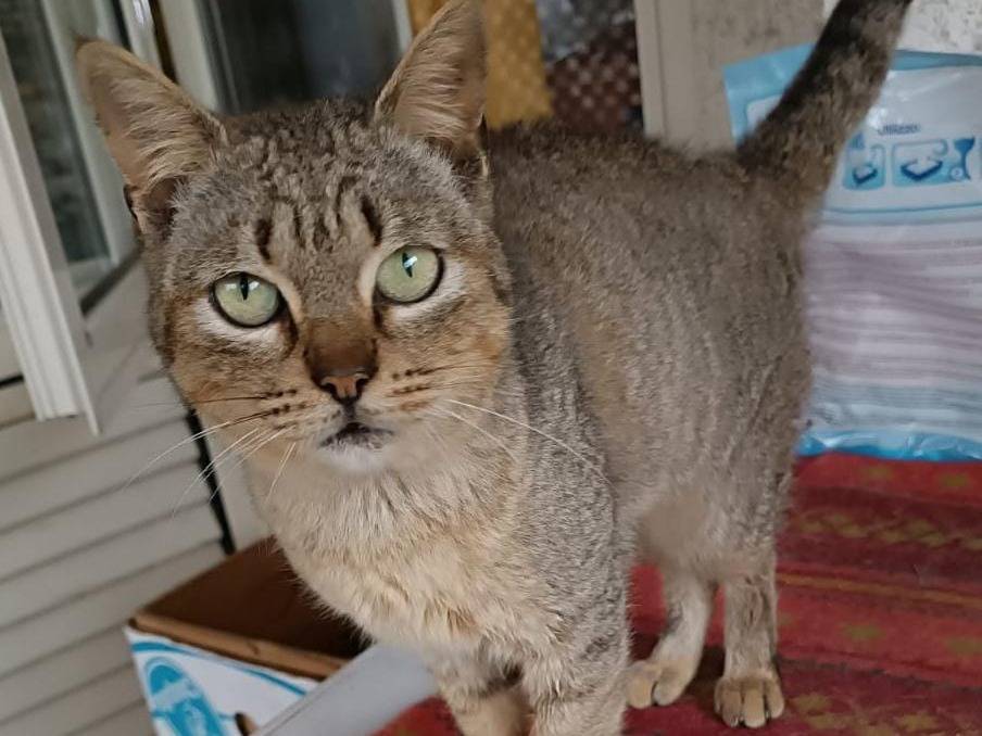 Adotta un gatto, femmina, 1 anno e 7 mesi , Vibo