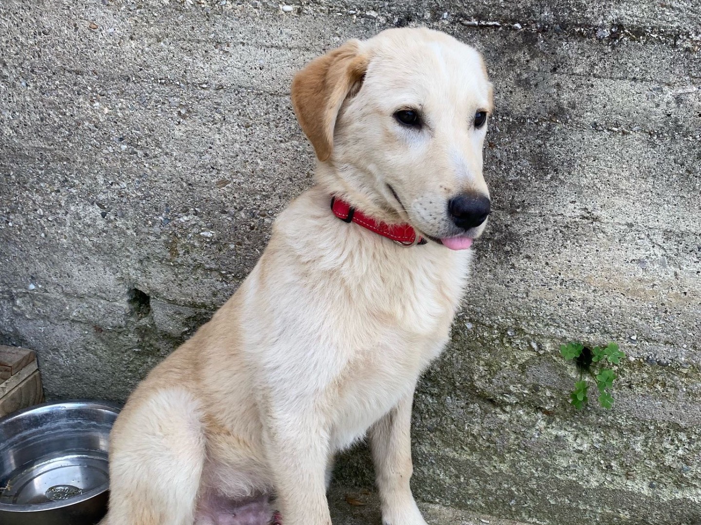 Adotta un cane, maschio, 9 mesi, Messina
