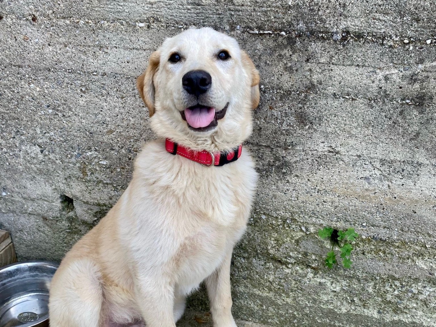 Adotta un cane, taglia grande, maschio, Messina