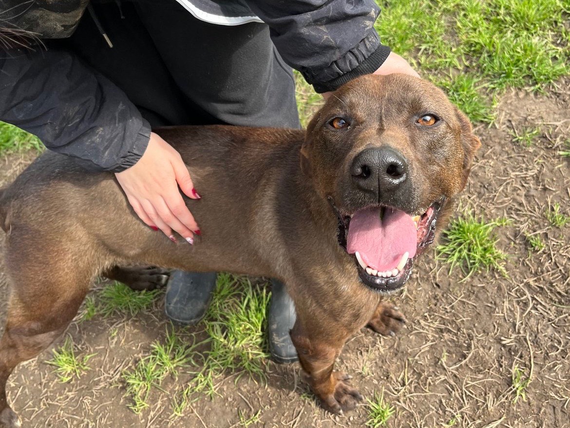 Adotta un cane, maschio, 5 anni  e 2 mesi , Latina