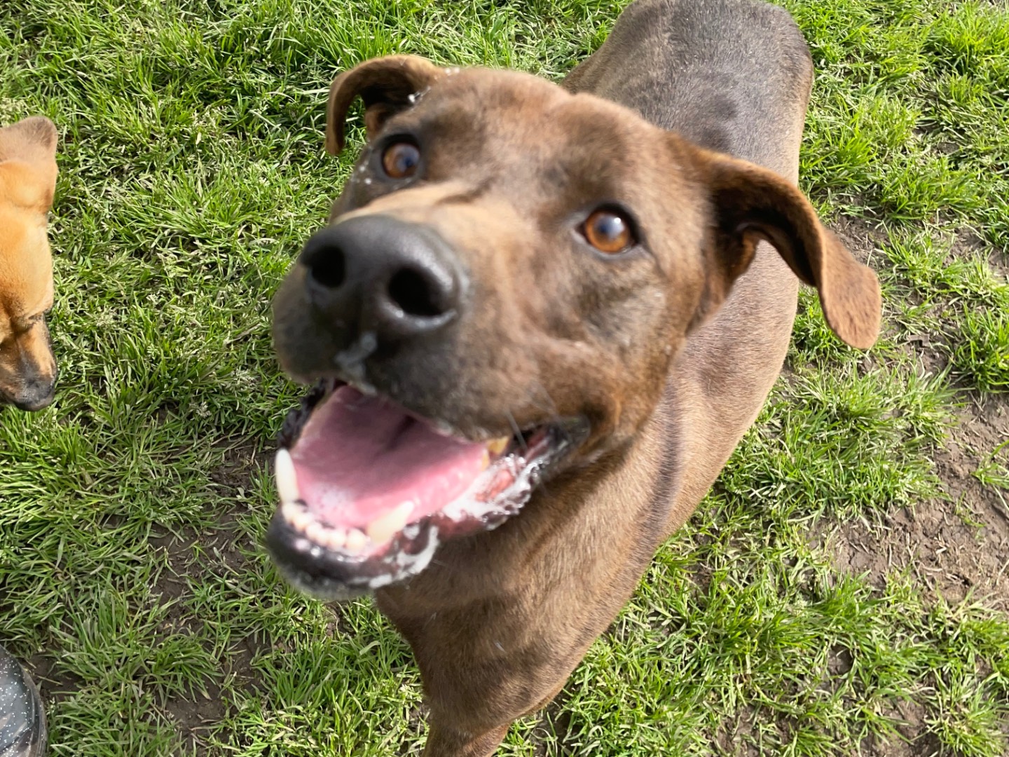 Adotta un cane, taglia media contenuta, maschio, Latina