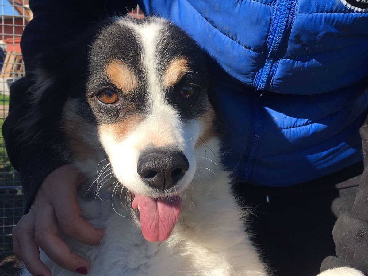 Adotta un cane, taglia media contenuta, maschio, Latina